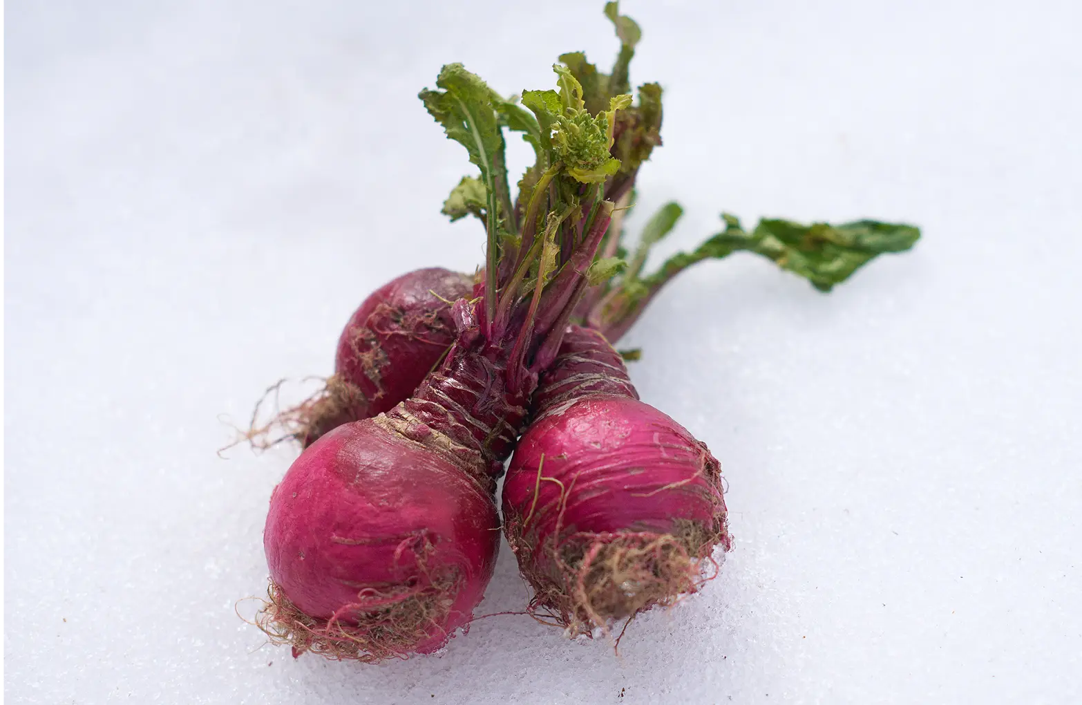 A pure-red Sugihashi Akakanba against the white snow