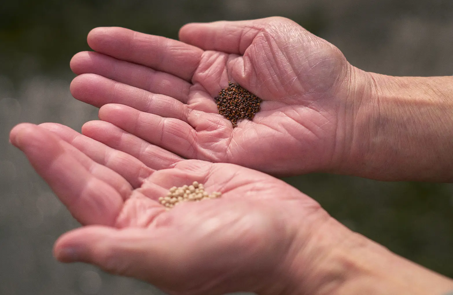 Sugihashi Akakanba seeds