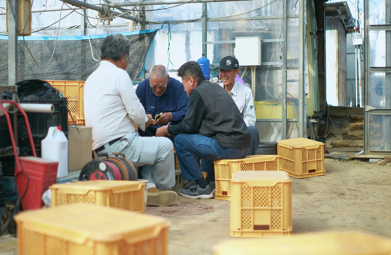 Members of the Sadowara Eggplant Research Association harvesting seeds