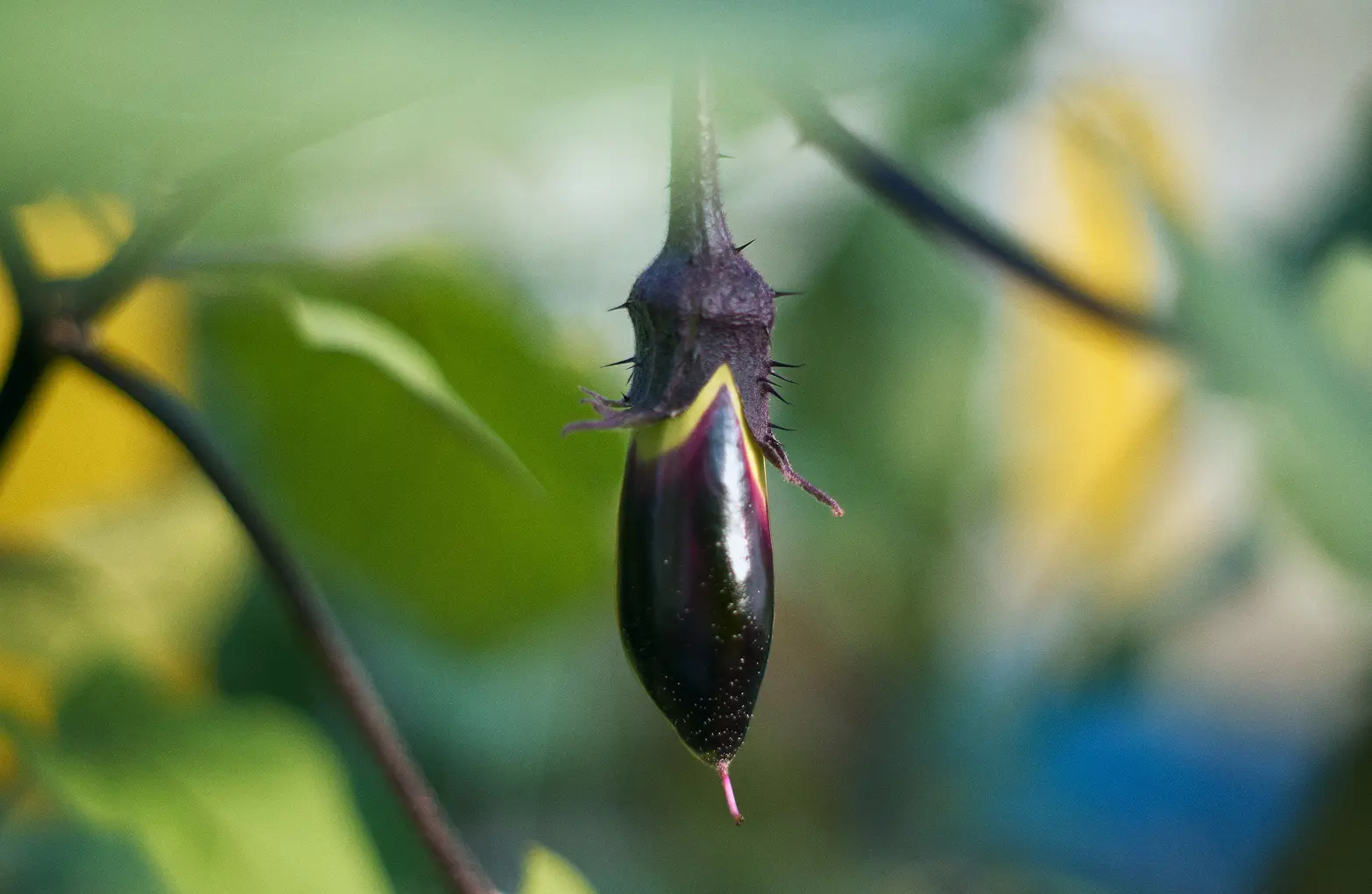 Sharp thorns on the calyx of the eggplant