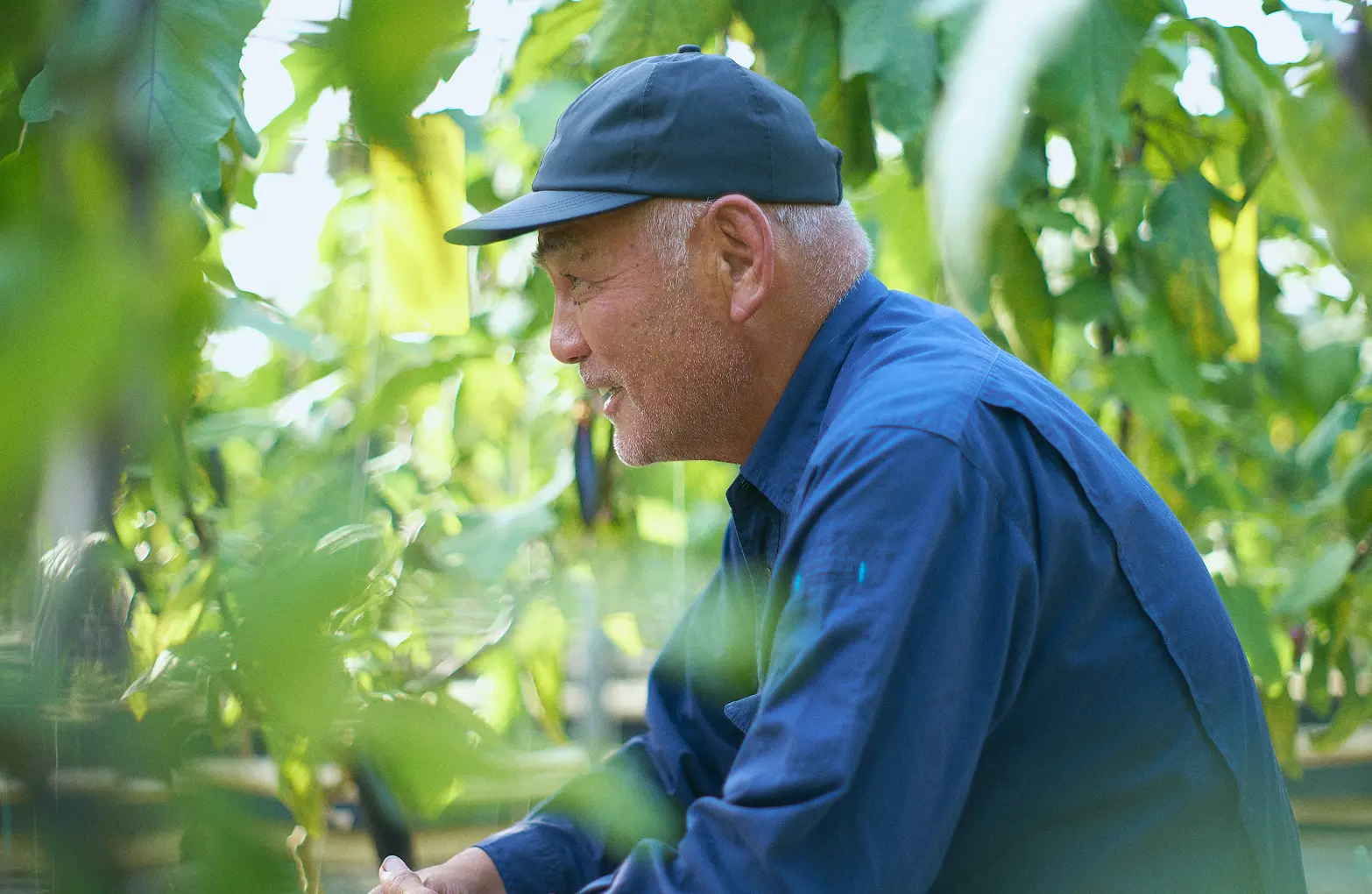 Saito growing Sadowara Eggplant in his greenhouse