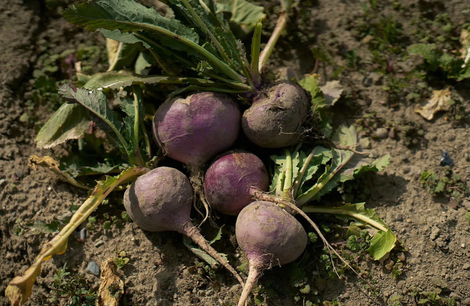 Shinshu Turnip