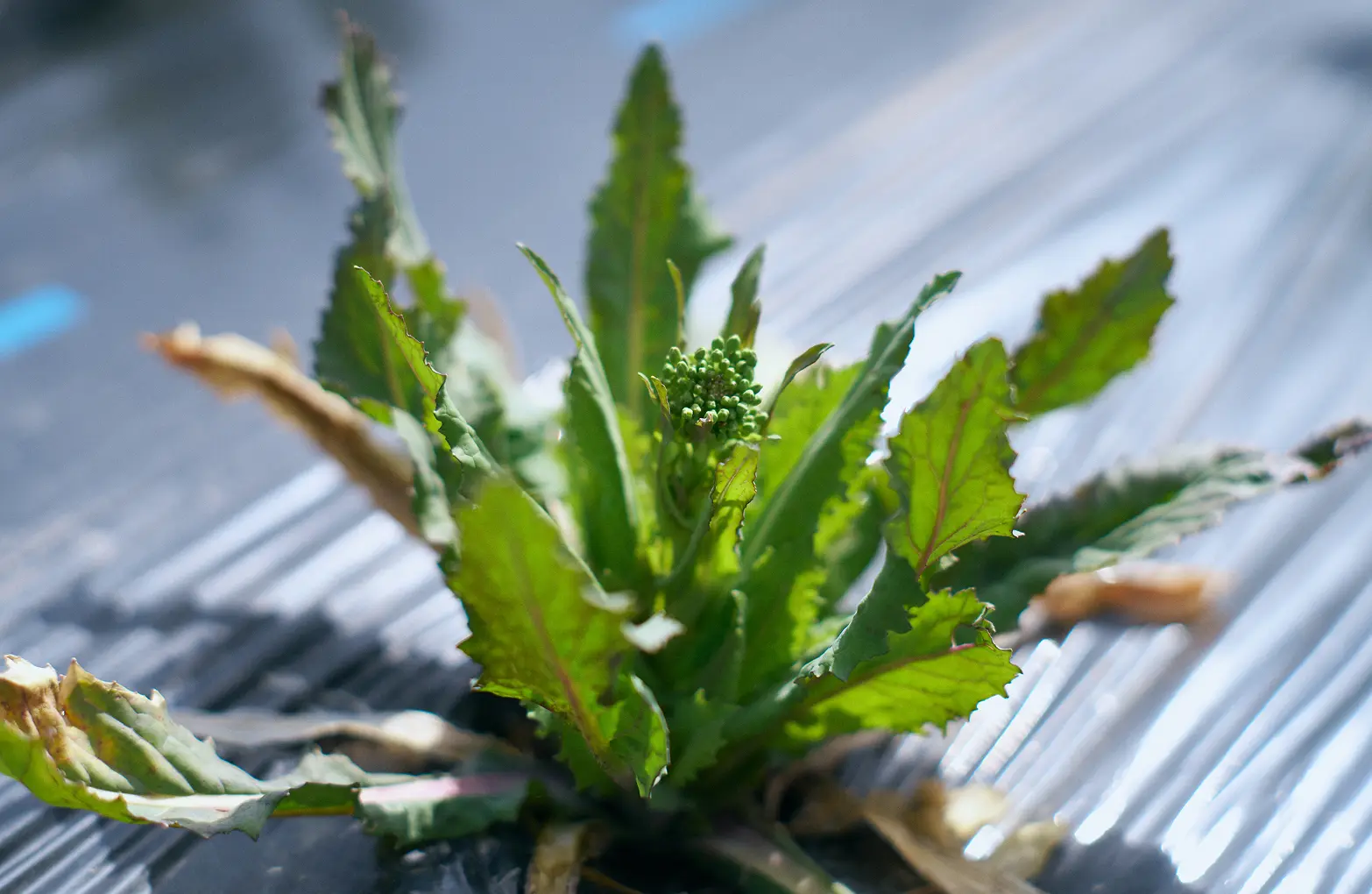 Shinshu Turnips grown by Matsumoto for purposes of seed collection