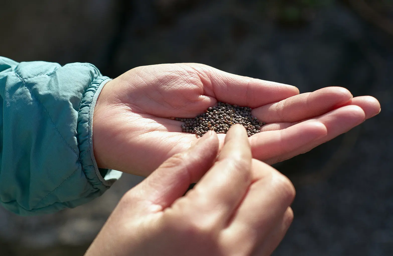 Shinshu Turnip seeds preserved by Matsumoto