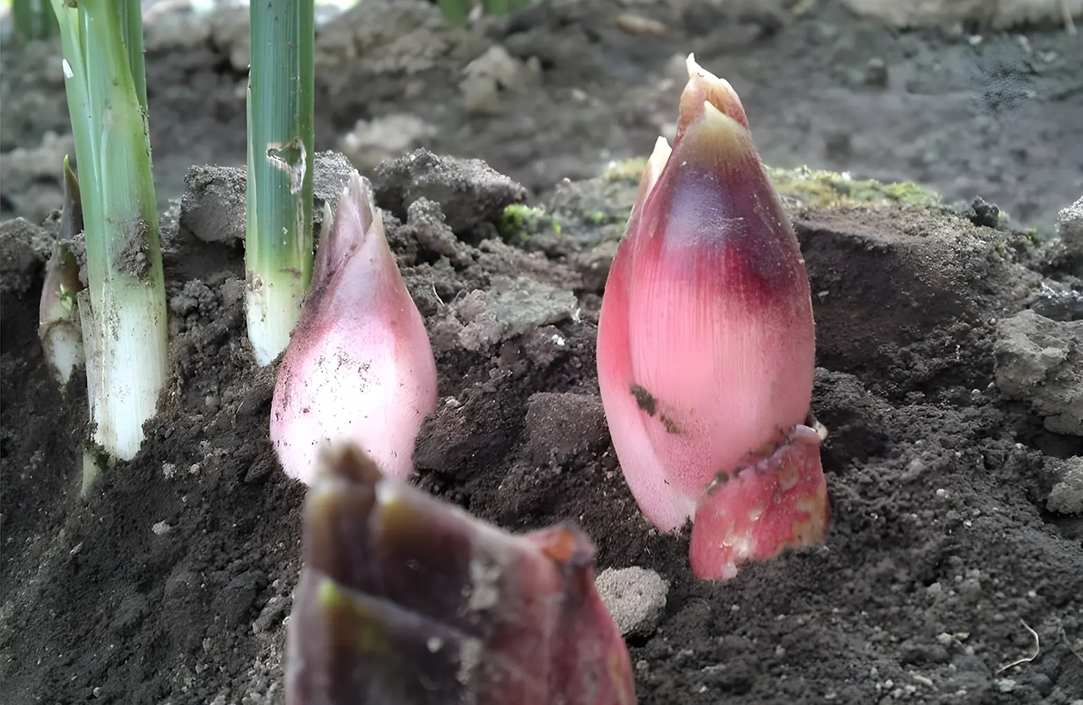 Waseda Myoga emerging from the soil