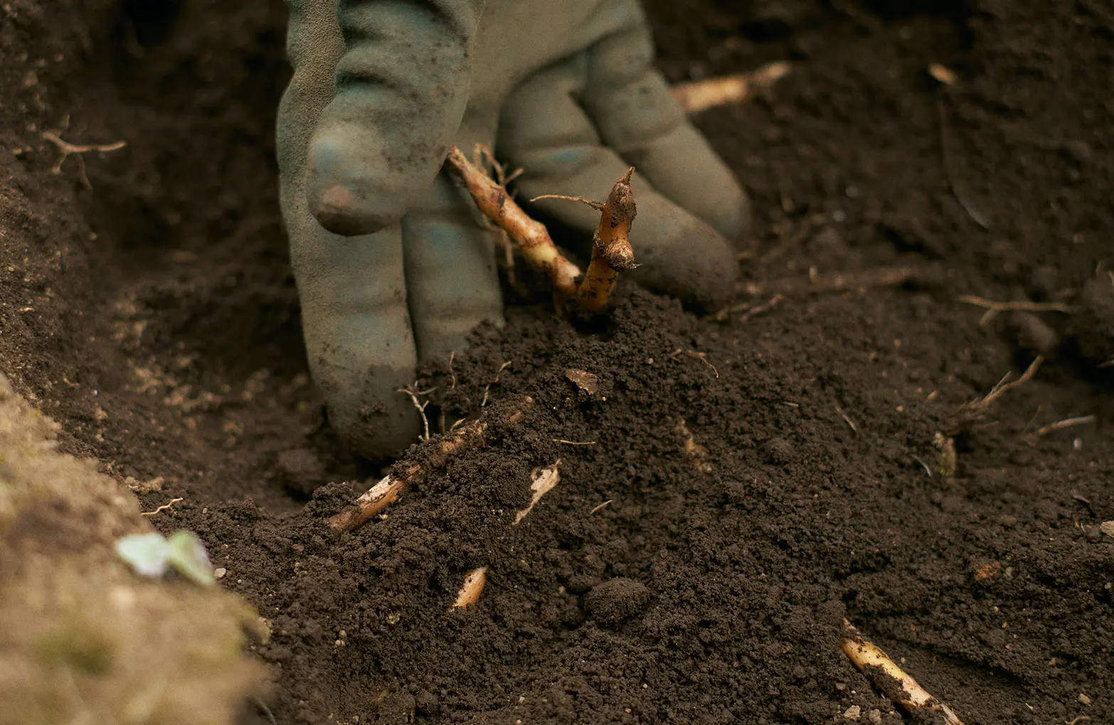 Dormant Waseda Myoga rhizomes in winter