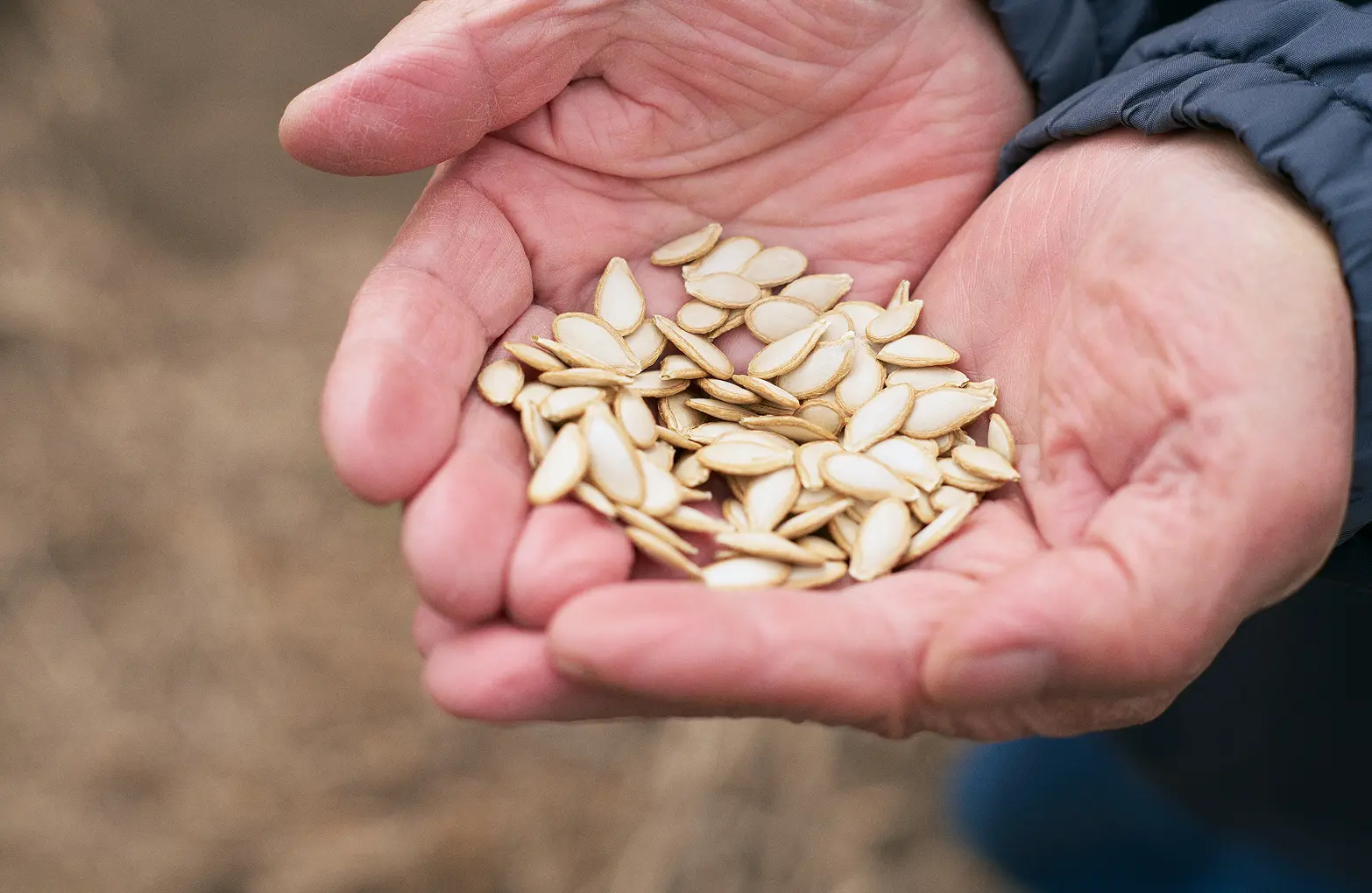 Mikekado Pumpkin seeds